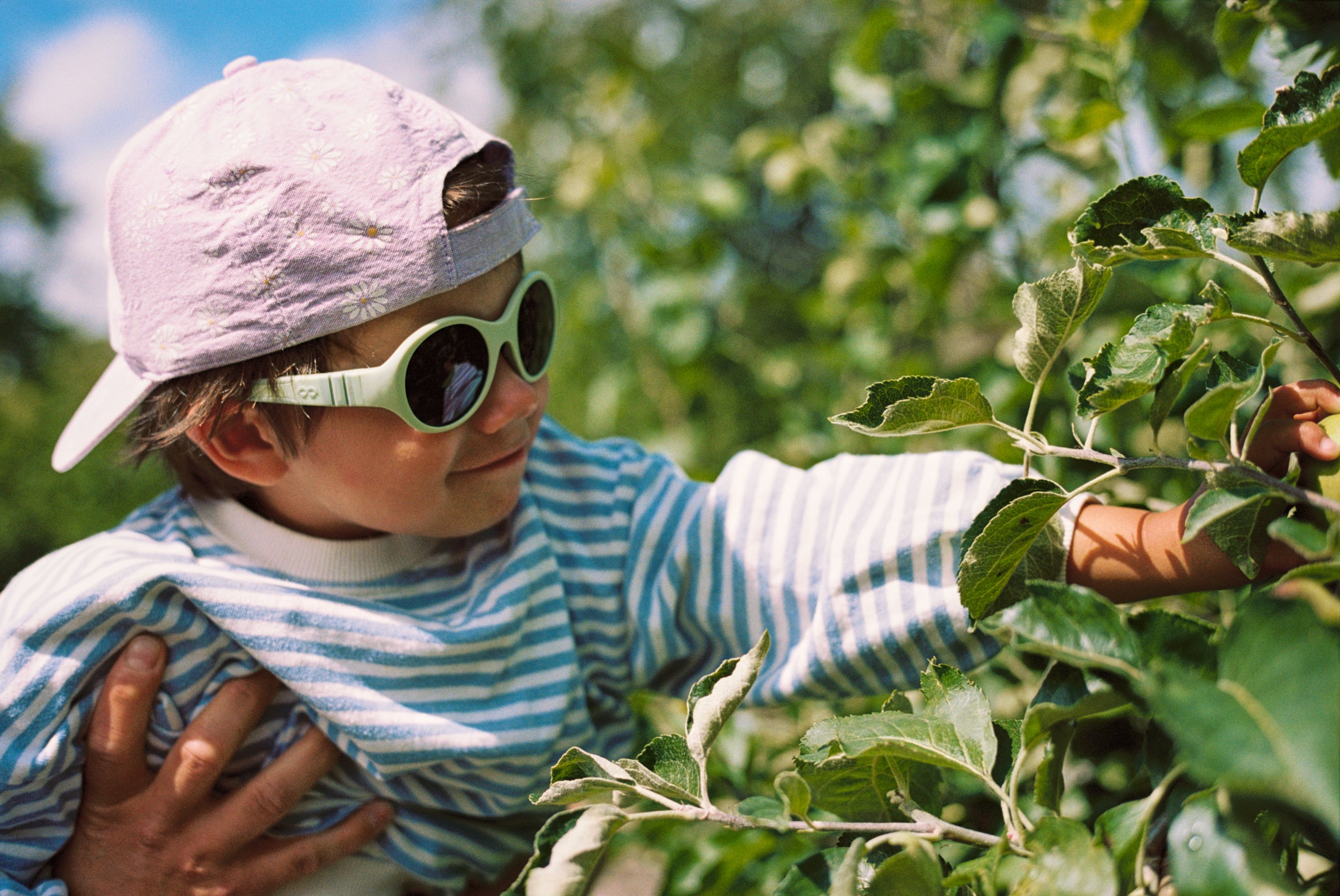 Child wearing Mokki Click & Change sunglasses and a cap, reaching out to touch leaves in an orchard.
